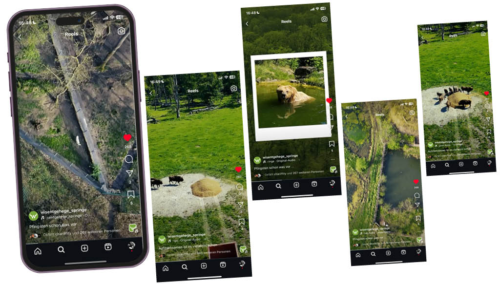Social Media Beitrag zu Pfingsten im Wisentgehege Springe