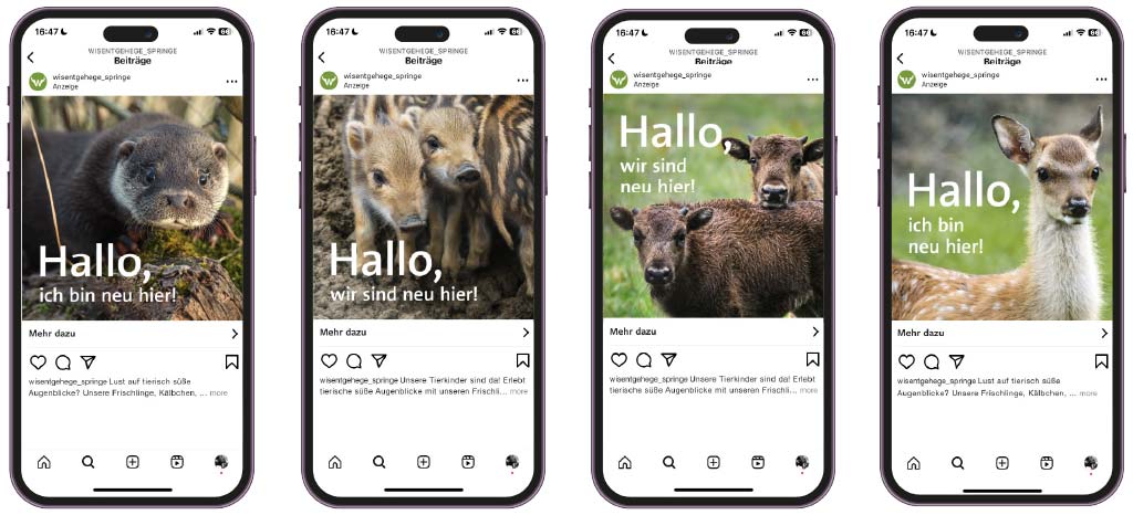 Tierkinderkampagne 2024 auf Social Media