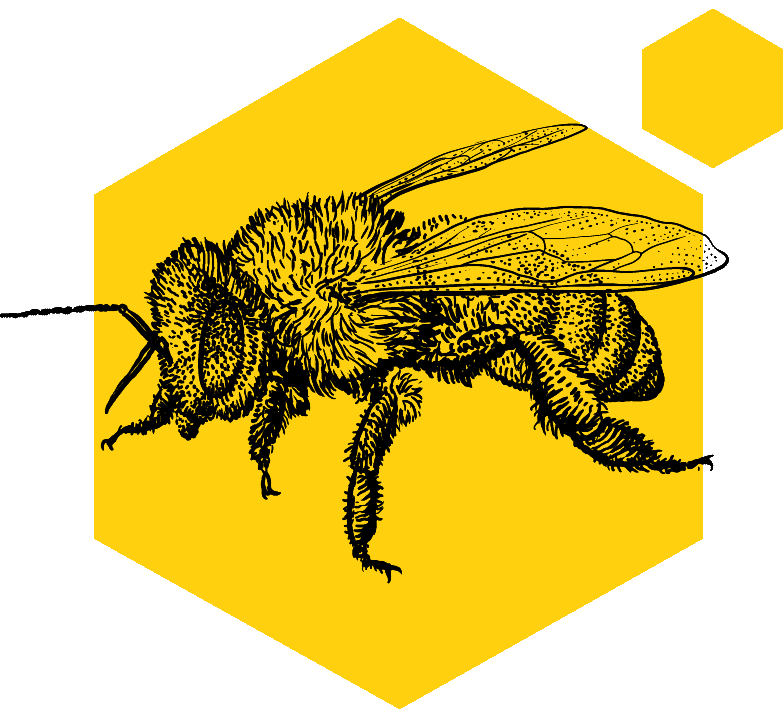 Bienen-Illustration – Windrich & Sörgel