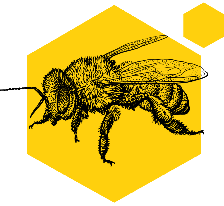 Bienen_Stichhaltige-Bienenfacts-Biene Bienen-Illustration – Windrich & Sörgel
