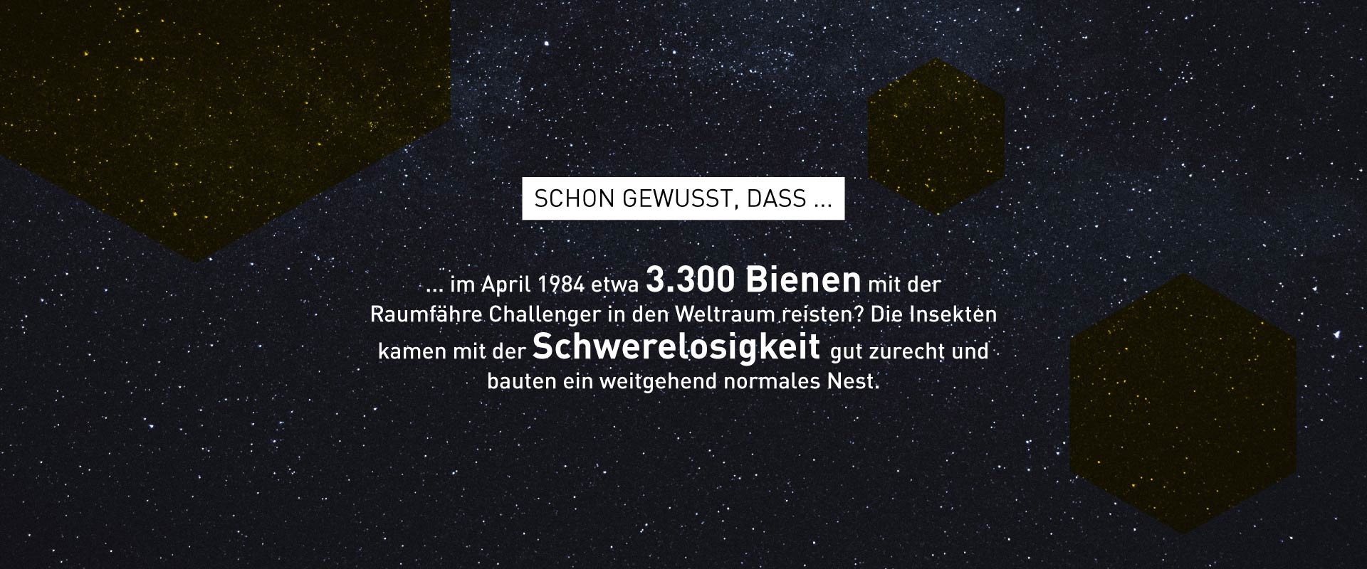 Foto zu Bienen-Fakten – Windrich & Sörgel
