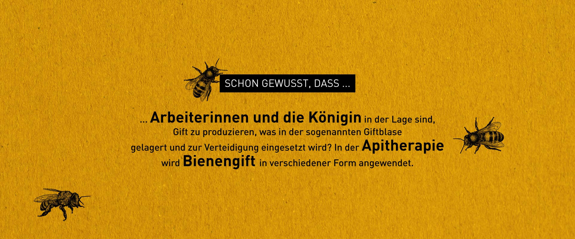 Illustration zu Bienen-Fakten – Windrich & Sörgel