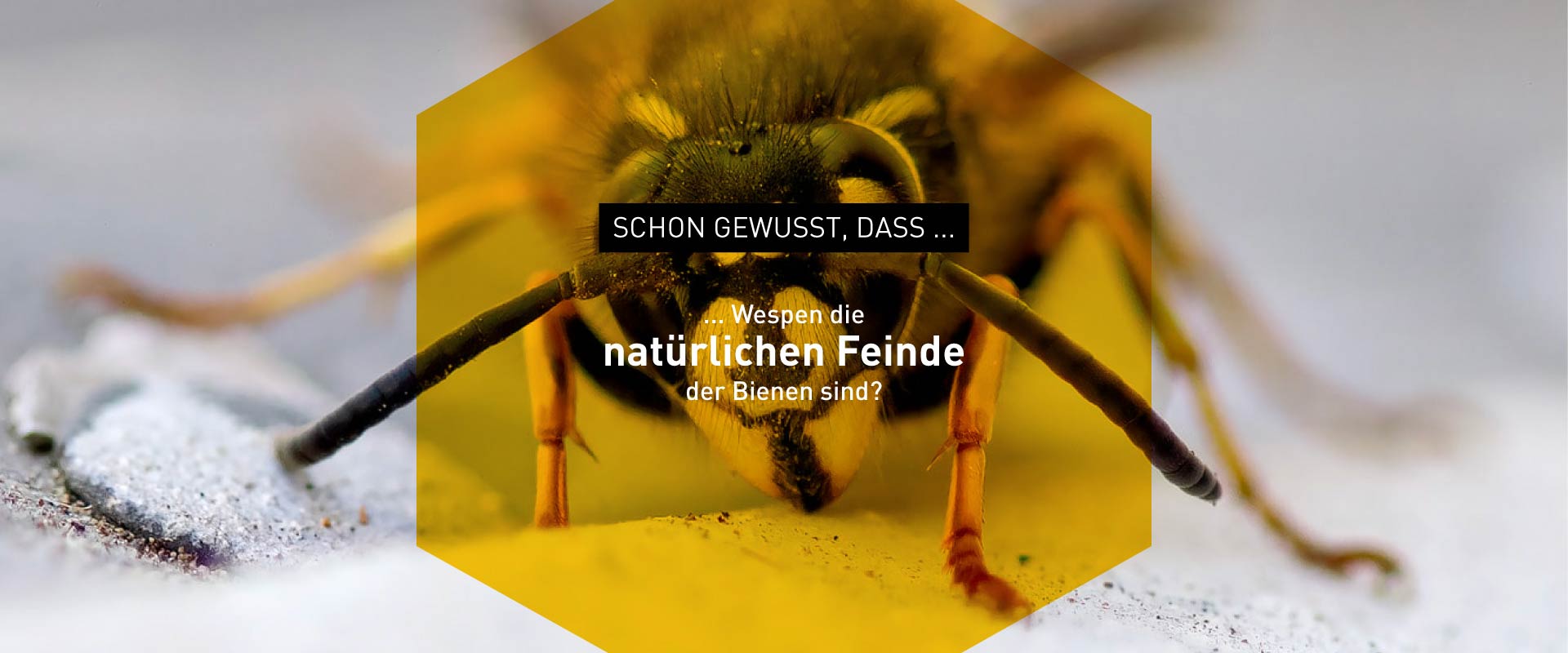 Foto zu Bienen-Fakten – Windrich & Sörgel
