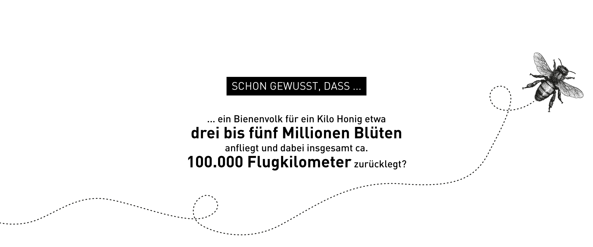 Illustration zu Bienen-Fakten – Windrich & Sörgel