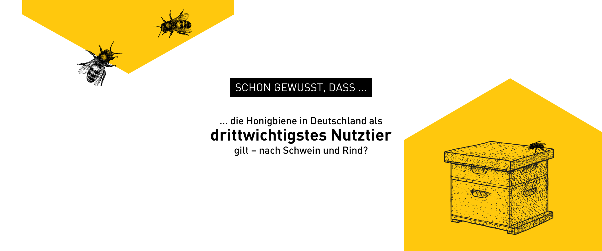 Illustration zu Bienen-Fakten – Windrich & Sörgel