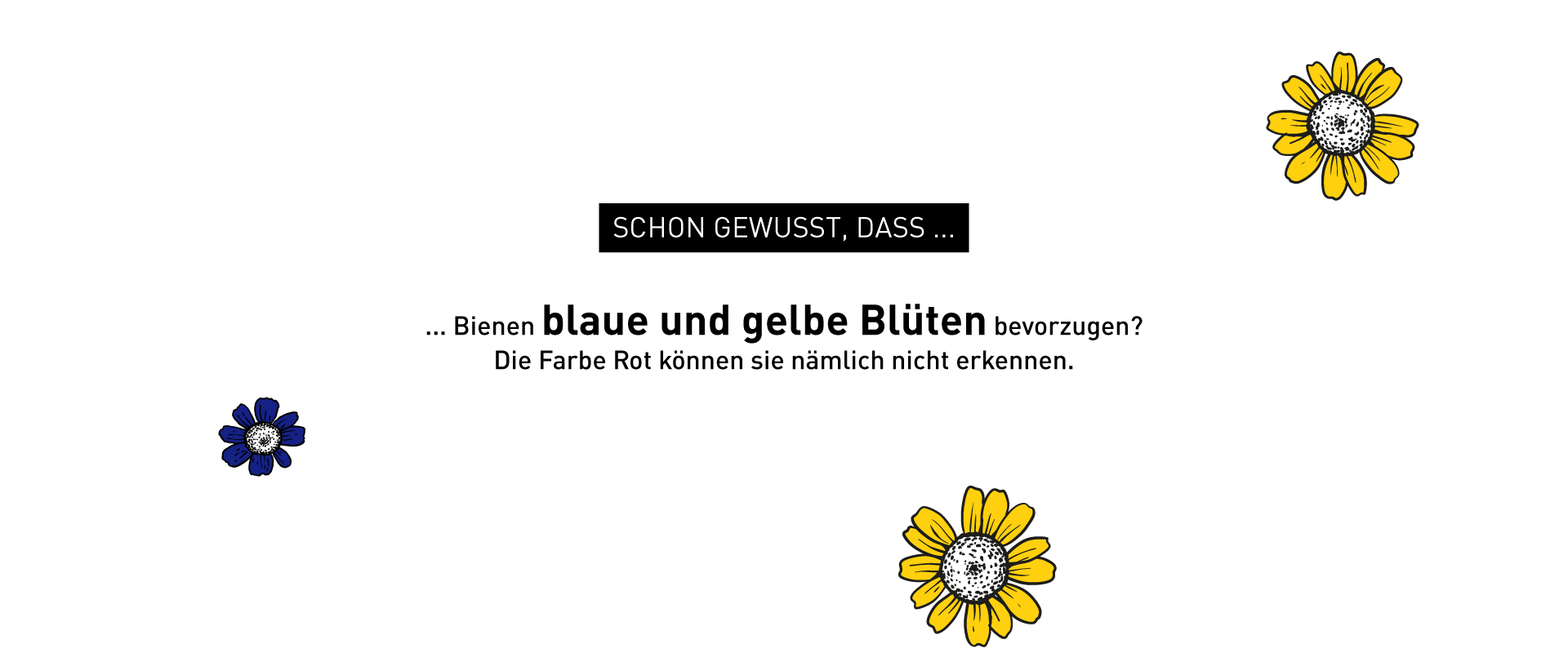 Illustration zu Bienen-Fakten – Windrich & Sörgel
