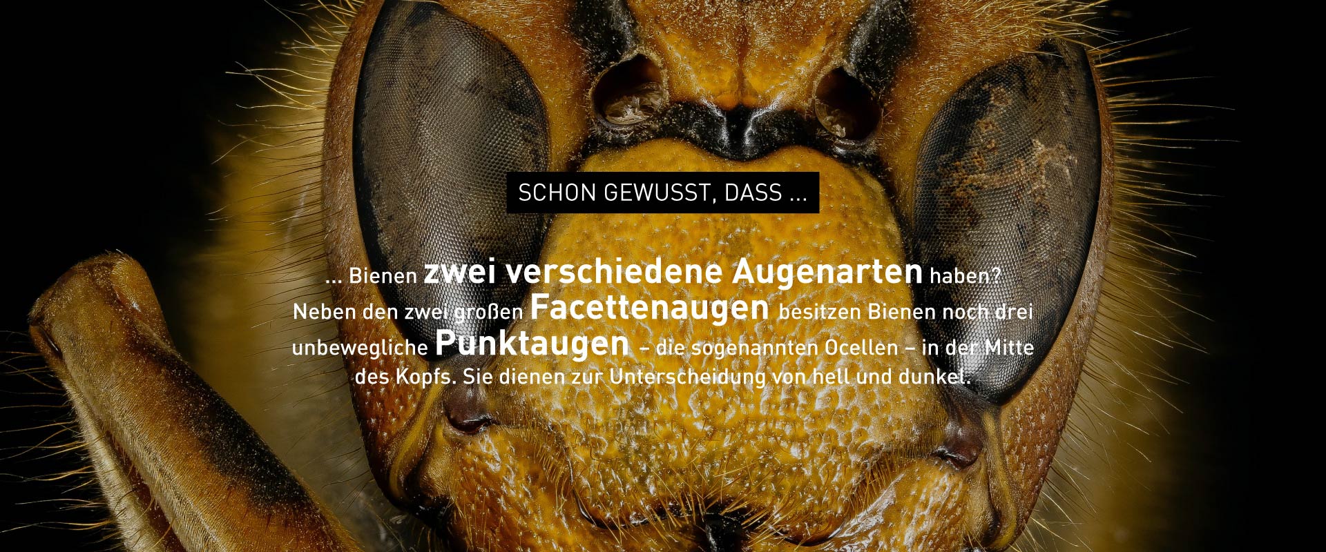Symbolbild zu Bienen-Fakten – Windrich & Sörgel
