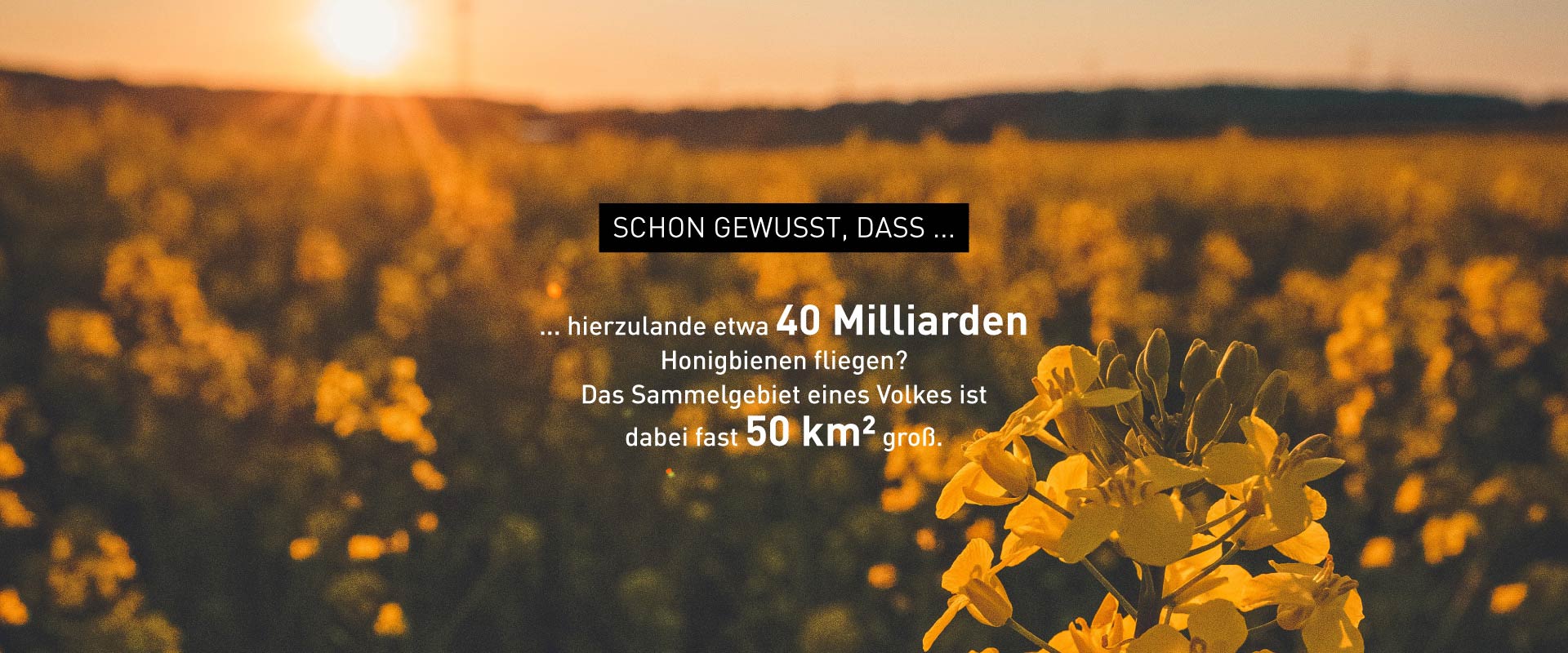 Foto zu Bienen-Fakten – Windrich & Sörgel