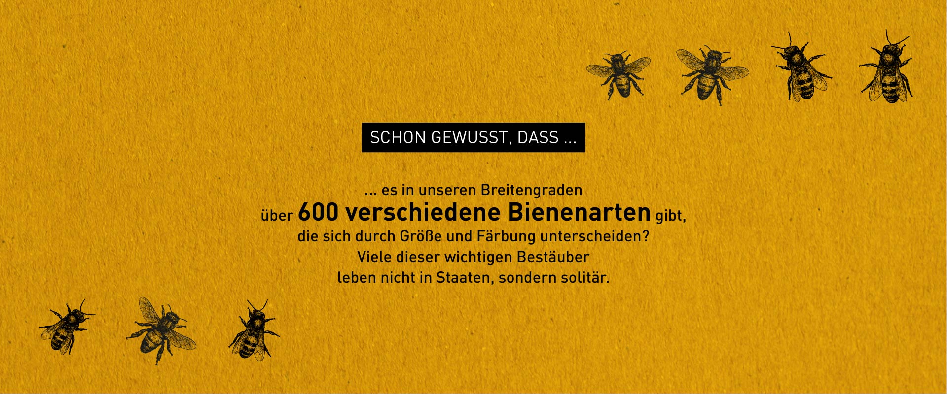 Illustration zu Bienen-Fakten – Windrich & Sörgel
