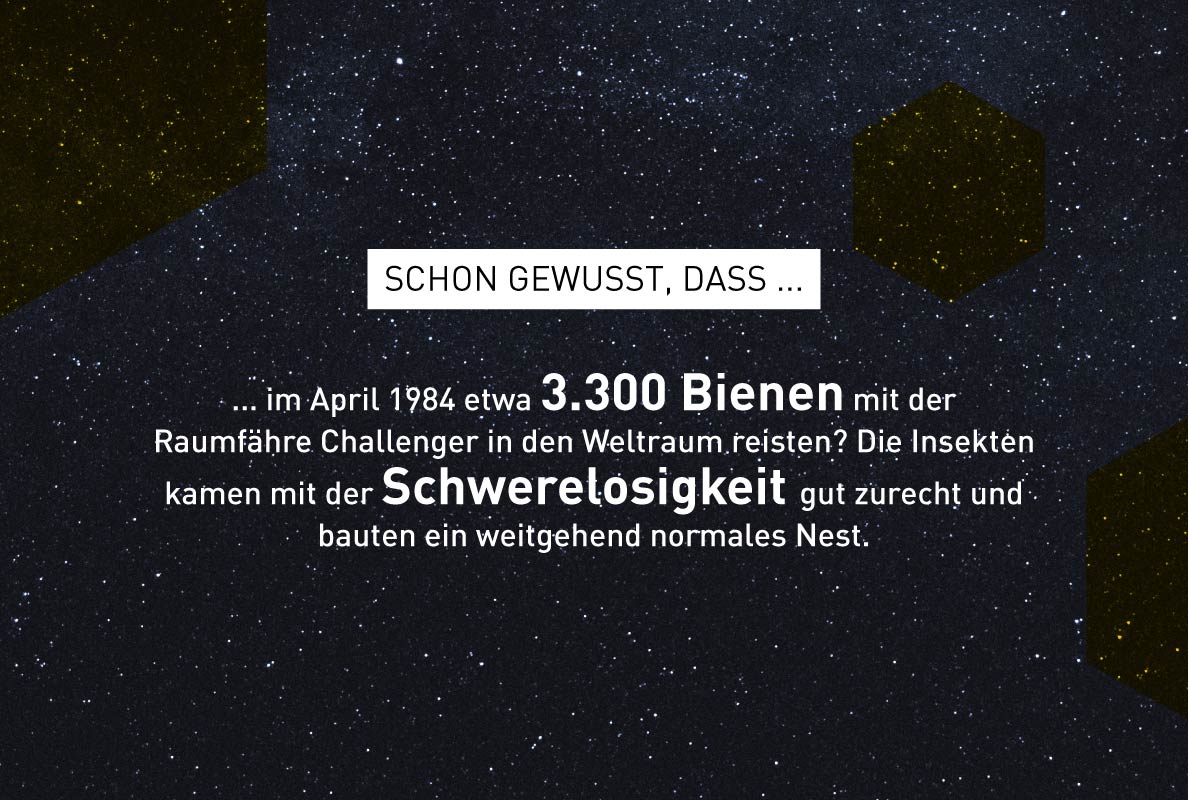 Foto zu Bienen-Fakten – Windrich & Sörgel