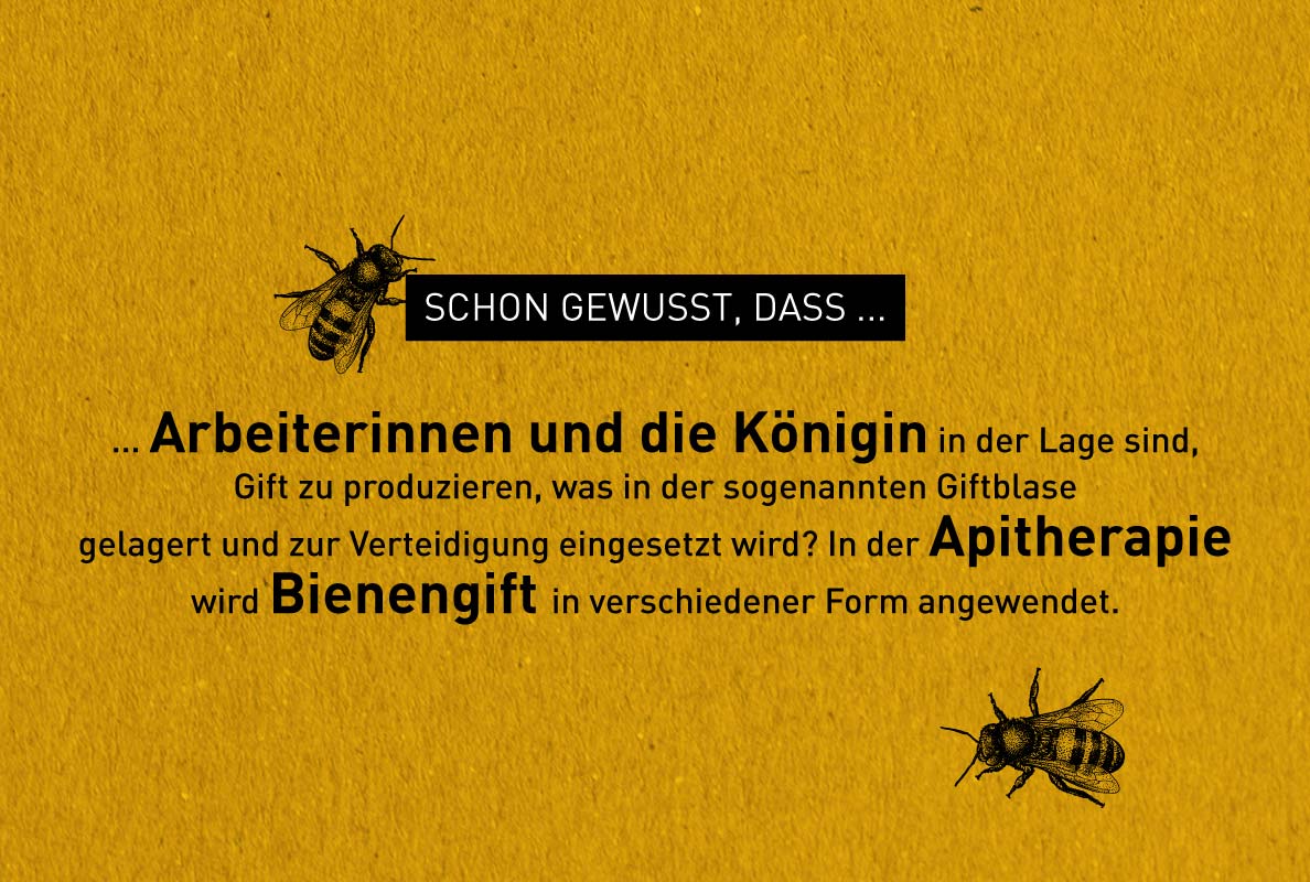 Illustration zu Bienen-Fakten – Windrich & Sörgel