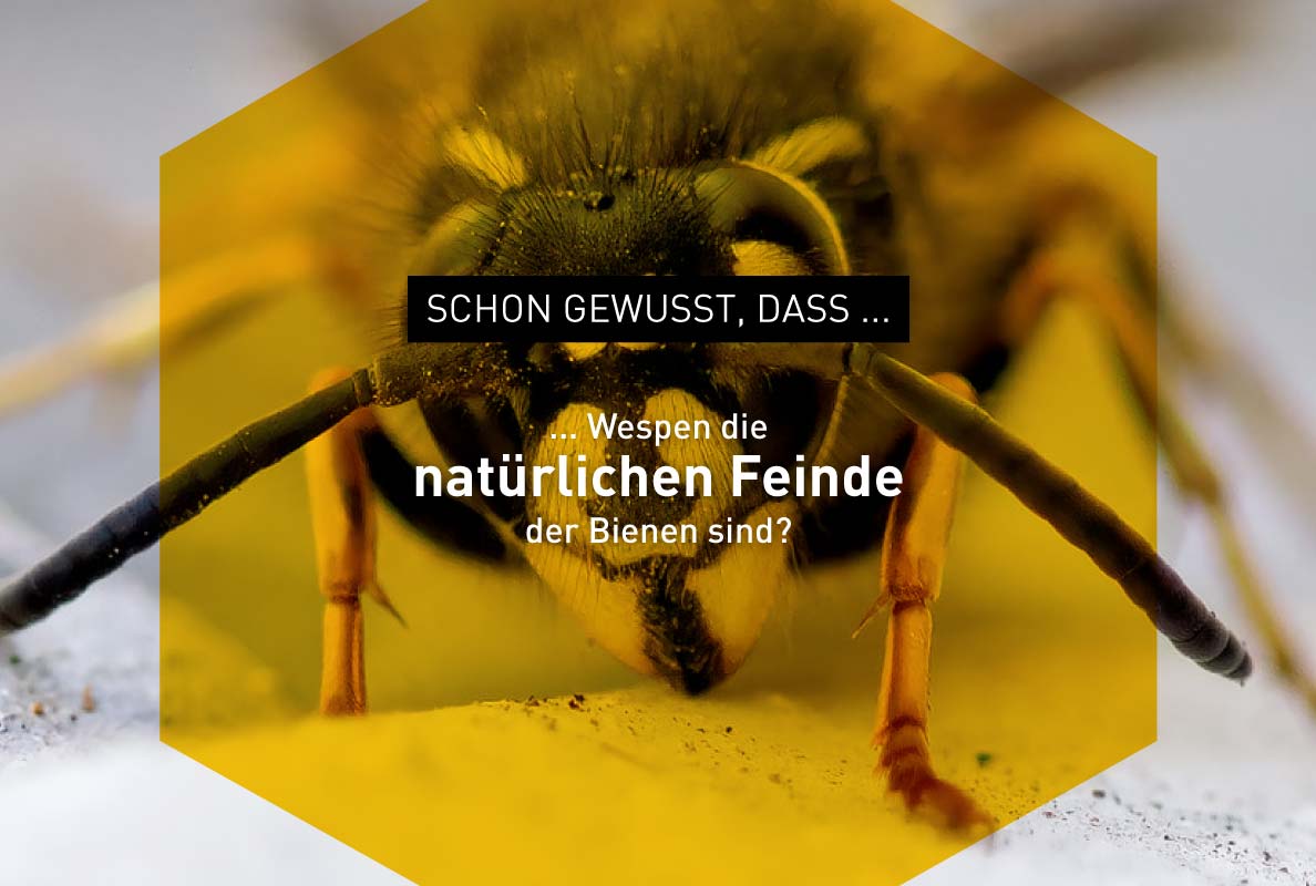 Foto zu Bienen-Fakten – Windrich & Sörgel