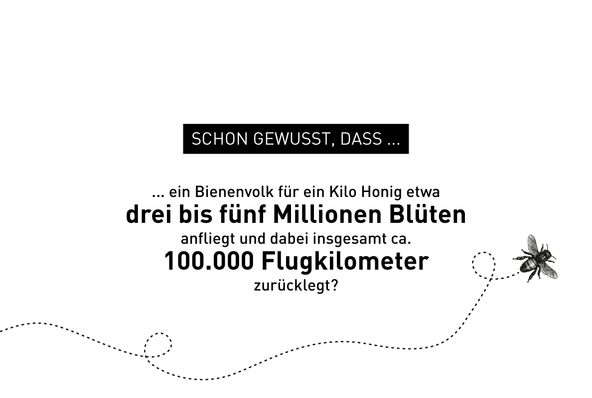 Illustration zu Bienen-Fakten – Windrich & Sörgel