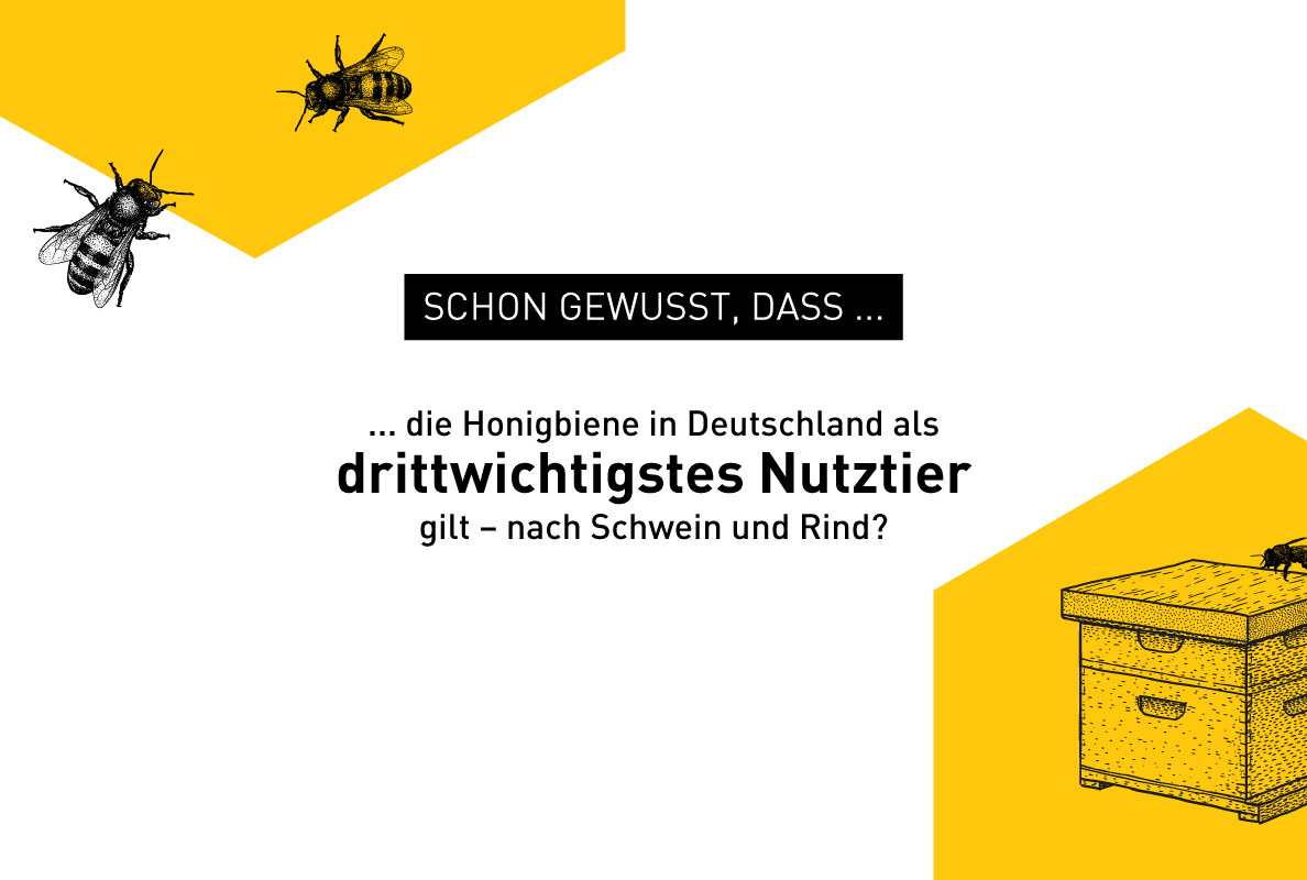 Illustration zu Bienen-Fakten – Windrich & Sörgel