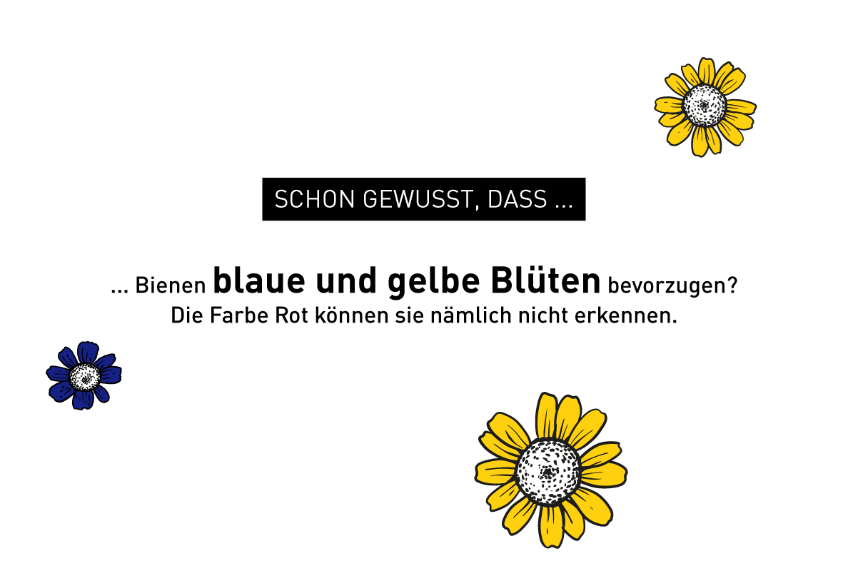 Illustration zu Bienen-Fakten – Windrich & Sörgel