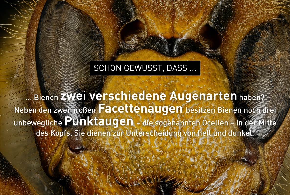 Foto zu Bienen-Fakten – Windrich & Sörgel