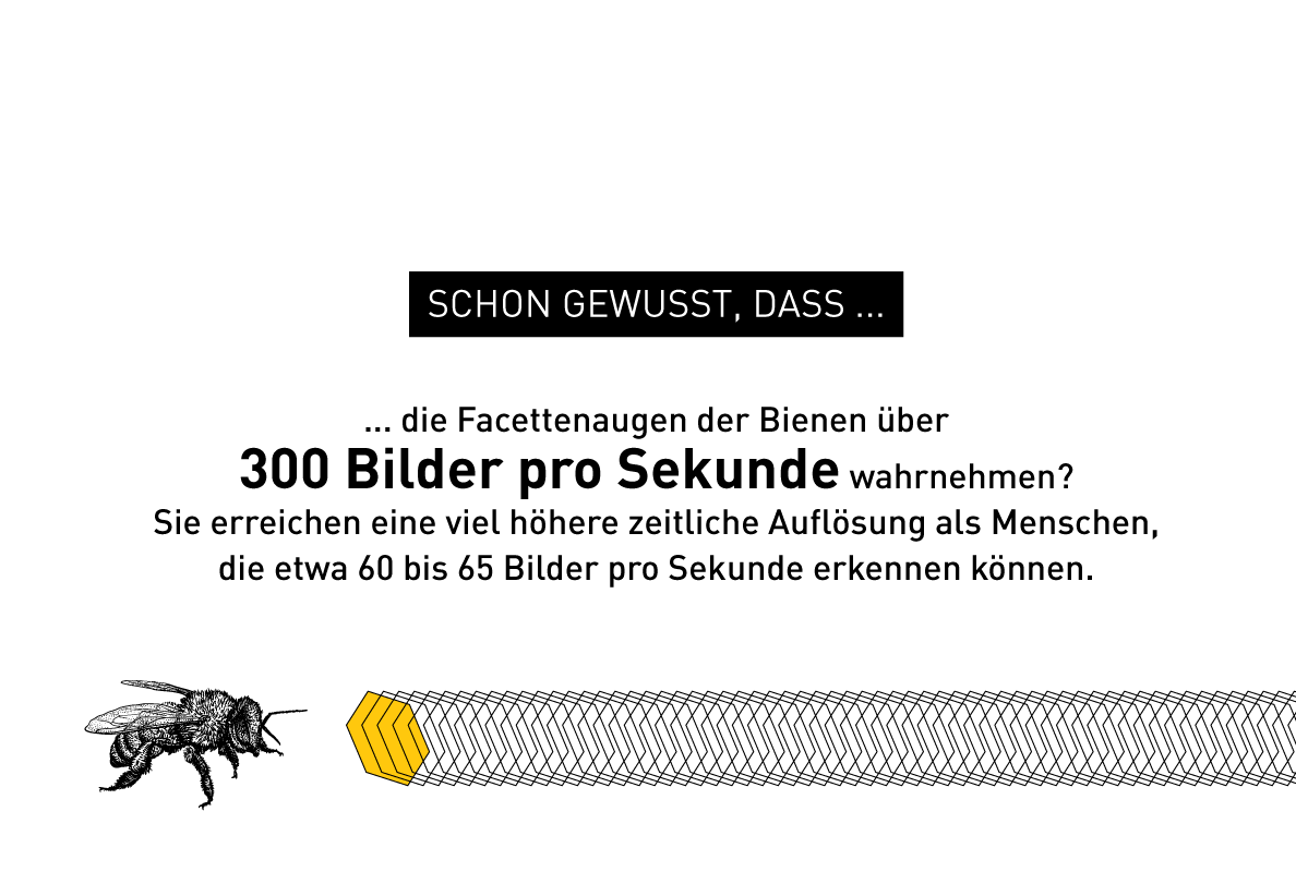 Illustration zu Bienen-Fakten – Windrich & Sörgel