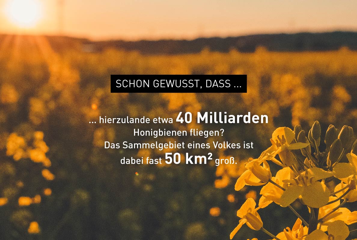 Foto zu Bienen-Fakten – Windrich & Sörgel