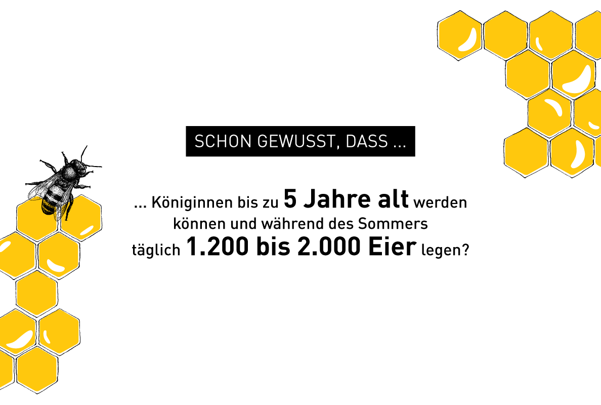 Illustration zu Bienen-Fakten – Windrich & Sörgel