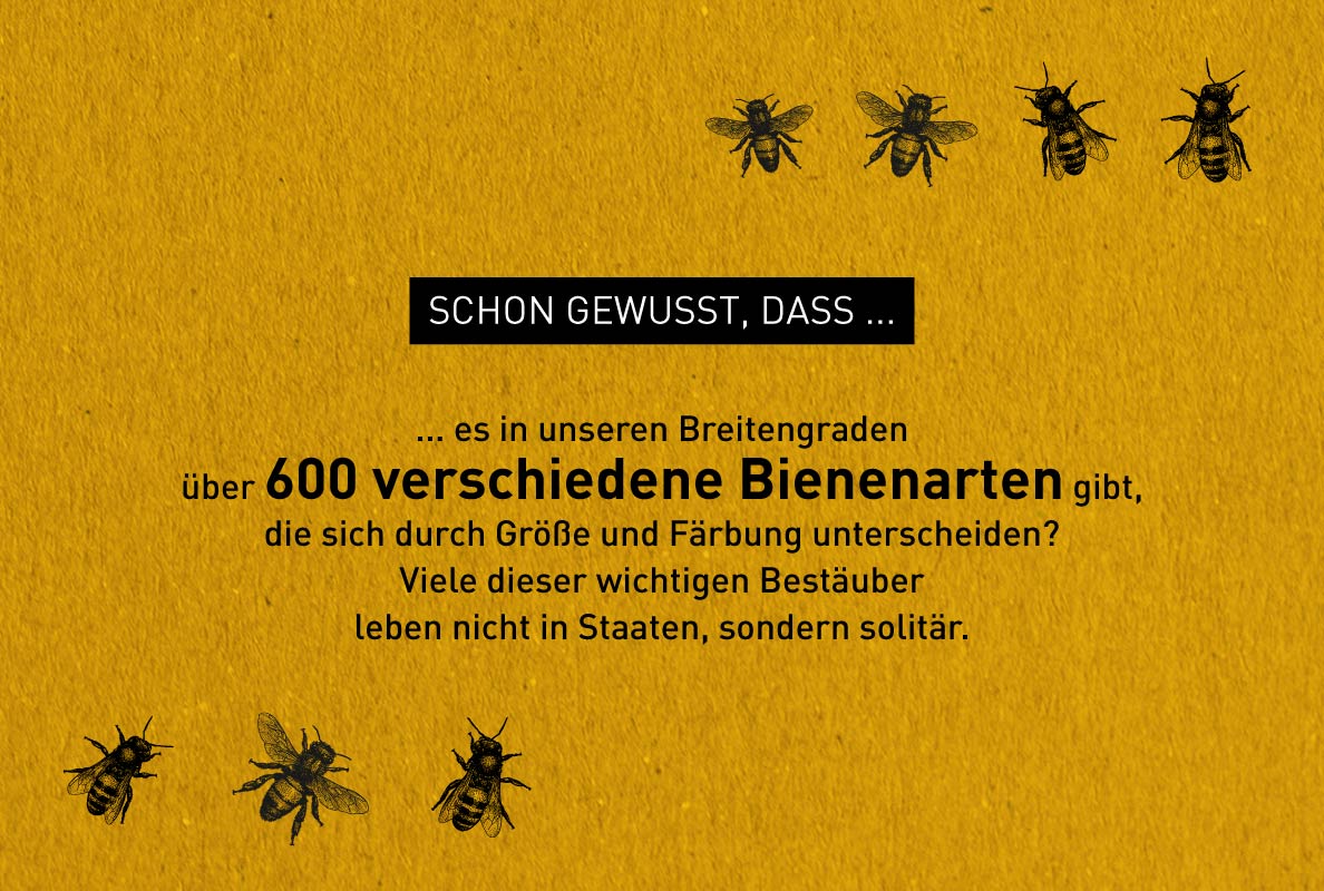 Illustration zu Bienen-Fakten – Windrich & Sörgel