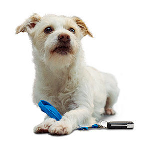 VGSG Digitaler Verkauf Q1 Online-Shop Hund Snowy VGSG Digitaler Verkauf Q1 Online-Shop Hund Snowy